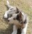 كلب هاسكي للبيع العمر شهرين ونصف - صورة1