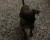 اجمل كلاب زينه يلقبونها ب دوبر مان الصغير - صورة1