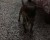 اجمل كلاب زينه يلقبونها ب دوبر مان الصغير - صورة2