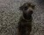 اجمل كلاب زينه يلقبونها ب دوبر مان الصغير - صورة3