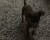 اجمل كلاب زينه يلقبونها ب دوبر مان الصغير - صورة4