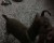 اجمل كلاب زينه يلقبونها ب دوبر مان الصغير - صورة5