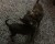 اجمل كلاب زينه يلقبونها ب دوبر مان الصغير - صورة7