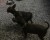 اجمل كلاب زينه يلقبونها ب دوبر مان الصغير - صورة8