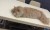 قطة شيربن بيكي فيس للبيع - صورة2