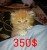 قطط نادرة للبيع - صورة8