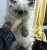 قطط نادرة للبيع - صورة5
