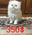 قطط نادرة للبيع - صورة7