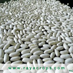 Egyptian White Kidney Dry Beans 408